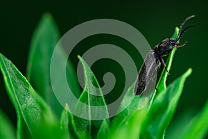 Darkling beetle walking on a leaf