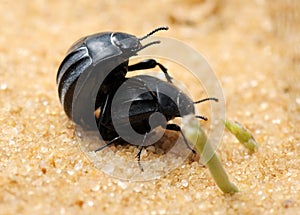 Darkling beetles on the sand