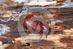 Darklling Beetle (Uloma sp.), Tenabrionidae. An insect under the bark of a decayed tree