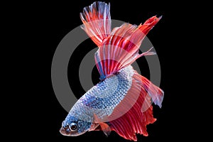 Darkness the betta fish\'s iridescent hues seem to glow creating a captivating and ethereal effect that mesmerizes