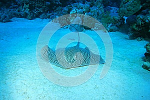 Darkspotted Stingray