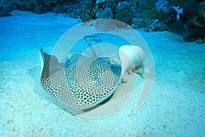 Darkspotted Stingray