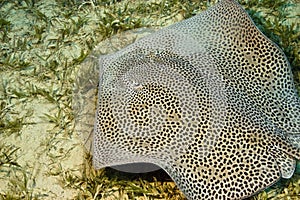 Darkspotted stingray