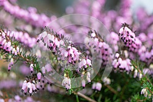 Darley Dale heath Erica Erica darleyensis Kramer’s Rote, lilac pink flowering heather
