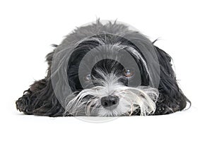 A darling black and white havanese dog stares with loving eyes