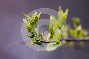 The darling buds of May