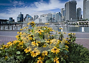 Darling harbour in Australia