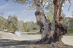 The Darling river in the far west of New South Wales