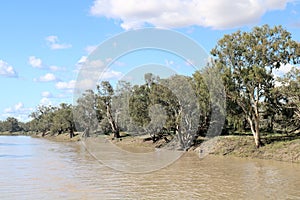 The Darling River in Flood at Bourke. Riverbank lined with gum trees