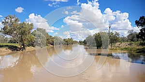 The Darling River in Flood at Bourke. Riverbank lined with gum trees