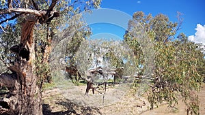 The Darling River in Flood at Bourke. Riverbank lined with gum trees