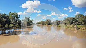 The Darling River in Flood at Bourke. Riverbank lined with gum trees