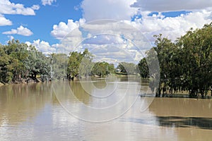 The Darling River in Flood at Bourke. Riverbank lined with gum trees