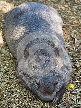 Darling sleepy Common Wombat having a snooze.