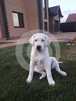 Darling young Labrador