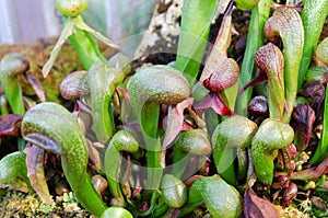 Darlington California one carnivorous plant that eats insect