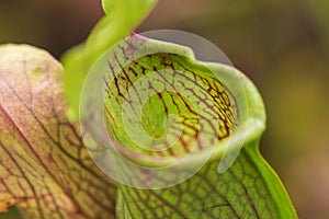 Darlingtonia Californica, also knows as Cobra Lily.