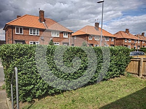 Darlo hedges grafters