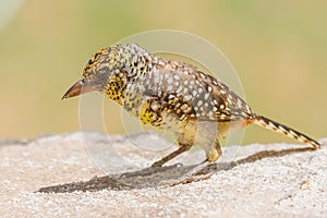 DArnauds Barbet, Standing On Stone