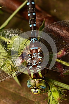 Darner Dragonfly closeup colorful Lancetipped in NYS photo