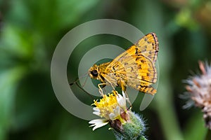 Dart butterfly photo