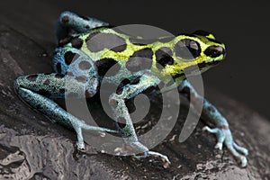 Dart frog