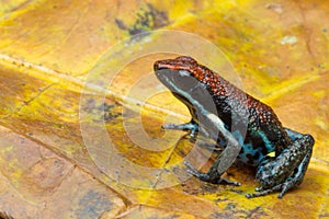 Dart frog Ameerega bilinguis a small dendrobatidae