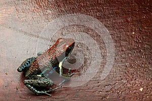 Dart frog Ameerega bilinguis a small dendrobatidae from the tropical Amazon rain forest