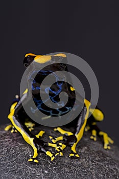 Dart frog / Dendrobates tinctorius