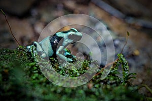 Dart frog dendrobates tinctorius azureus closeup on moss