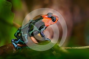 Dart frog in the nature forest habitat. Dendrobates danger frog from central Peru  and Brazil. Beautiful blue and red amphibian