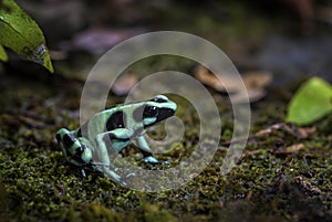 Dart Poison Frog - Dendrobates auratus