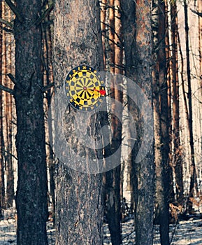 Dartboard on a tree