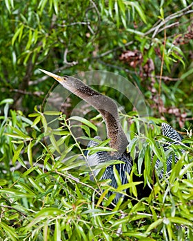 Darter bird in Everglades photo