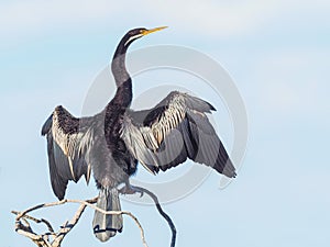 Darter Drying its Wings