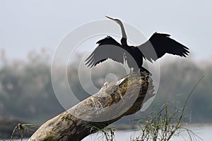 A darter drying its wings while perched on a log in Chitwan National Park in Nepal