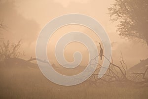 Darter in the foggy morning at Keoladeo Ghana National Park, Bharatpur