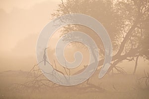 Darter and the foggy morning at Keoladeo Ghana National Park, Bharatpur