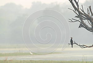 Darter and the foggy morning at Keoladeo Ghana National Park, Bharatpur