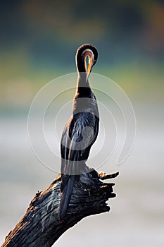 Darter grooming on a log in river