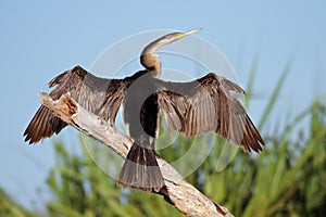 Darter with open wings photo