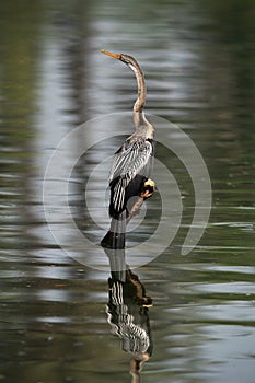 Darter perched on a wooden log with reflecton on water at Keoladeo Ghana National Park, Bharatpur