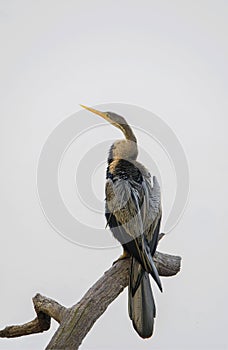 Darter or Snake Bird (Anhinga Melanogaster)