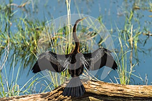 Darter or Snakebird