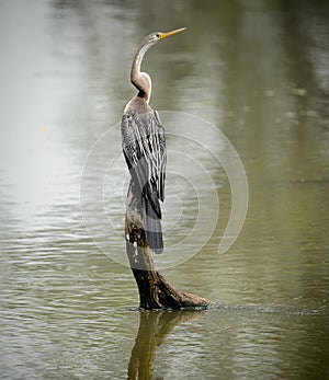 Darter or snakebird perched on log amidst lake