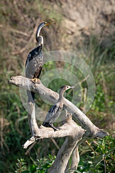 Darter or Snakebird or the Plotus anhinga Sitting on Dead Branch