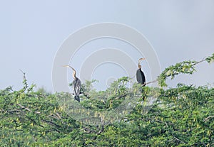 Darters perched on tree