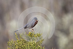 Dartford Warbler singing on Gorse