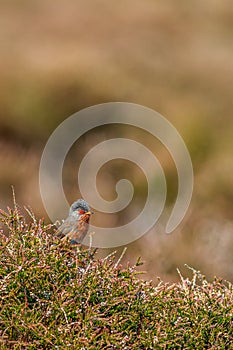 Dartford warbler Sylvia undata