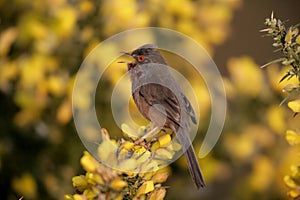 Dartford warbler, Sylvia undata,